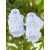 Girl Christening Barefoot Sandals White Pearl Flower